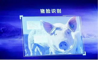 跨界風(fēng)云 馬云、劉強東為何在豬價暴漲之際“卷”入養(yǎng)豬大業(yè)？